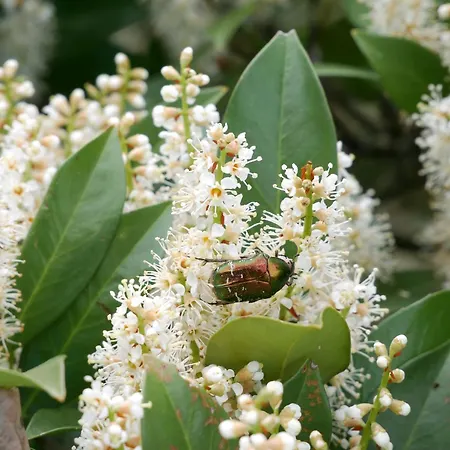 Straubehof Sasbachwalden